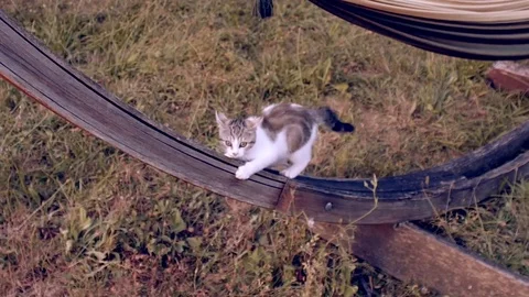 Little can running on a hamac in the summer Stock Footage 77650179