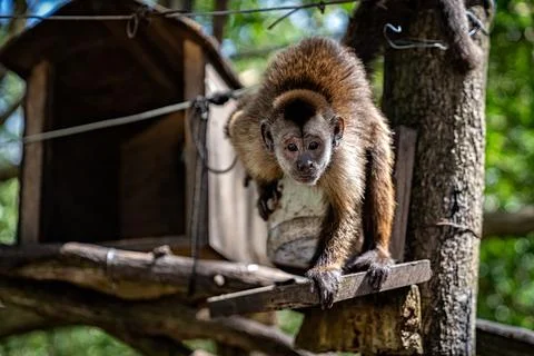 Little capuchin monkey in captivity Stock Photos