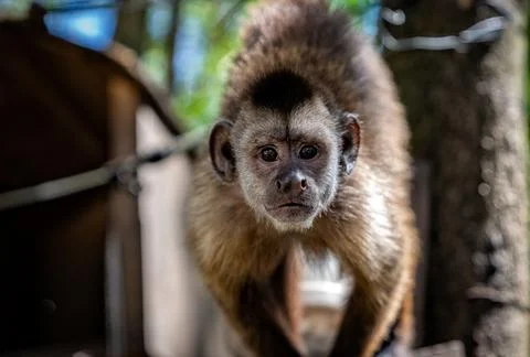 Little capuchin monkey look at camera. Stock Photos