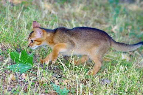 Little cat of abyssinian over green grass background Stock Photos