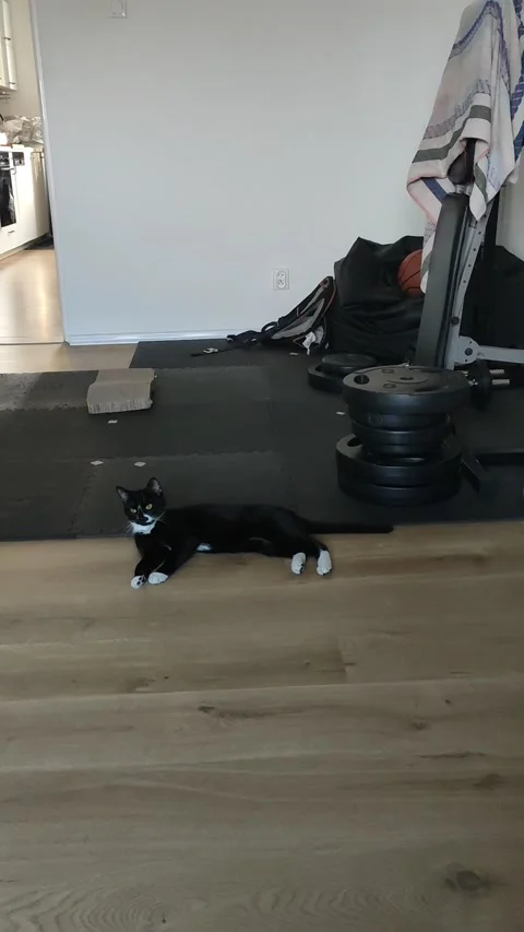 Little Cat and spinning string Video stock 286827227