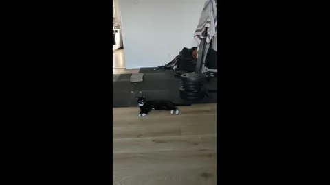 Little Cat and spinning string - 4K Video stock 286827255