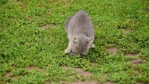 Little cat caught a mouse Stock Footage 74119765