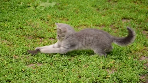 Little cat caught a mouse Stock Footage 74119879