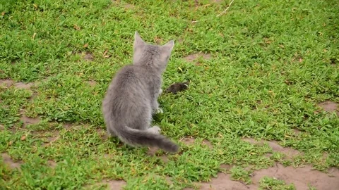 Little cat caught a mouse Stock Footage 74120052