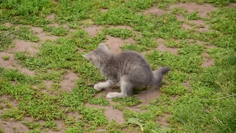 Little cat caught a mouse Stock Footage 74120090