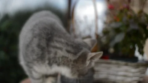Little cat on a defocused background look at me Video stock 166944674