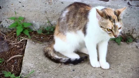 Little cat Stock Footage 82765303