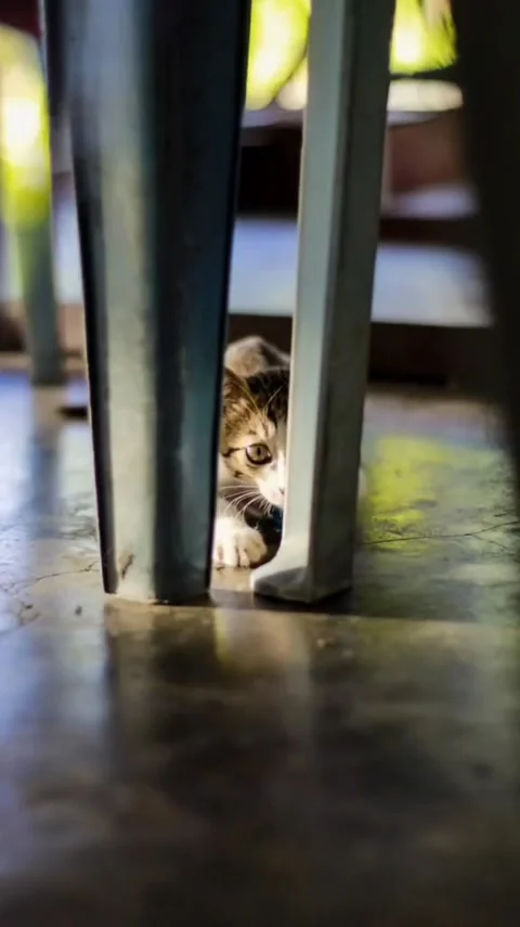 Little Cat 库存影片 218241747