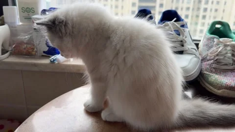 Little cat Stock-Footage 313349939