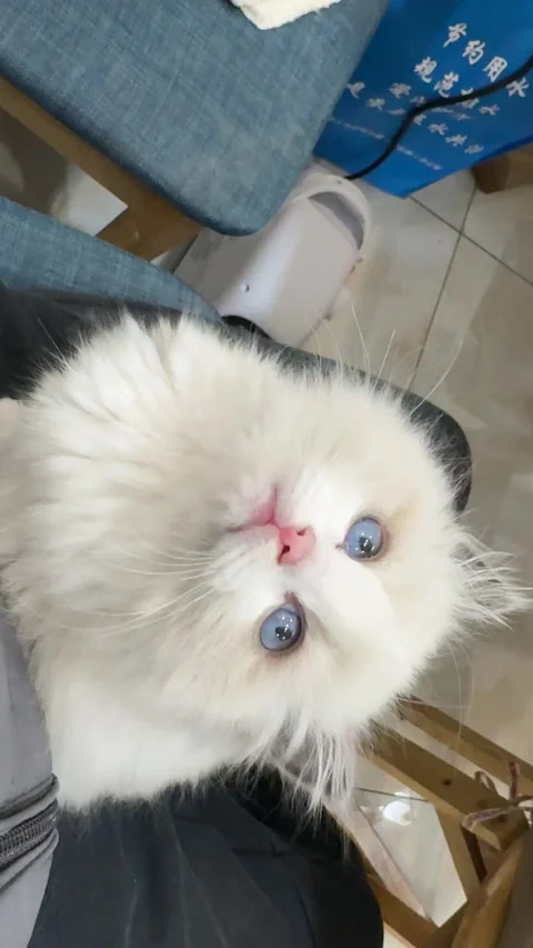 Little cat Stock-Footage 313350016