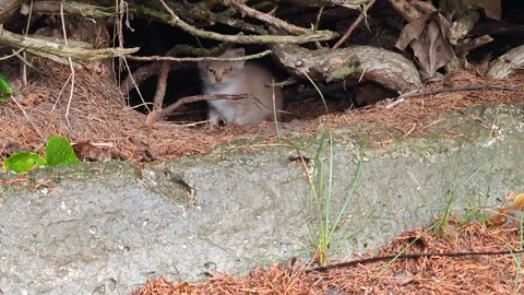 The little cat is hiding Stock Footage 318614934