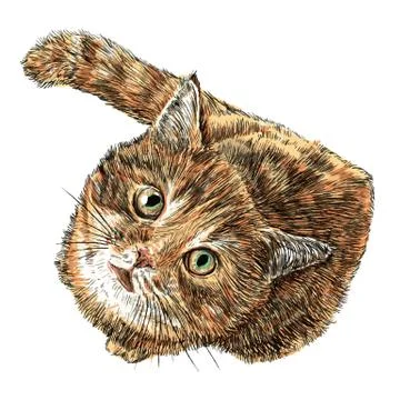 Little cat 스톡 일러스트