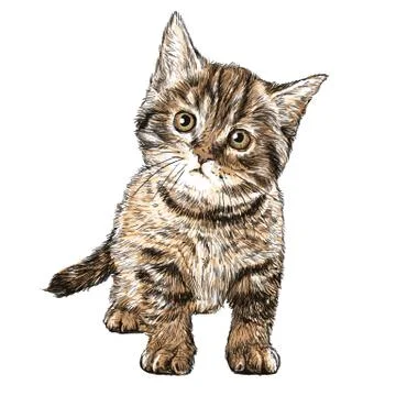 Little cat 스톡 일러스트