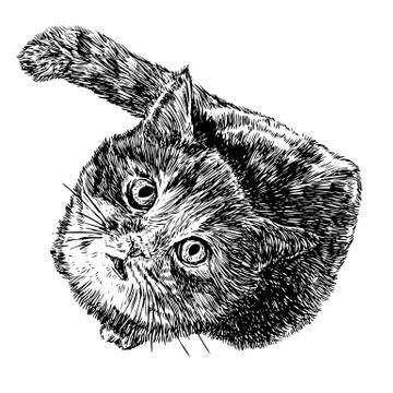 Little cat Stock Illustration
