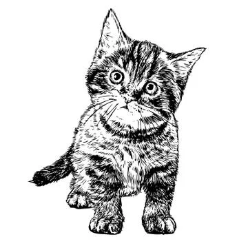 Little cat Illustrazione stock