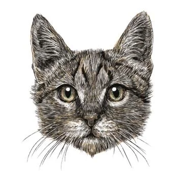 Little cat Stock Illustration