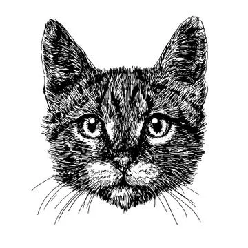 Little cat Stock Illustration