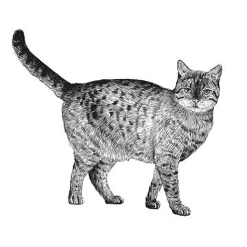 Little cat Stock Illustration