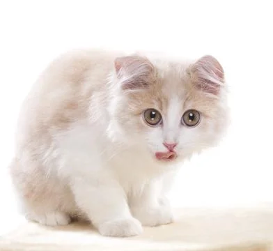 Little cat, isolated on a white background Stock Photos