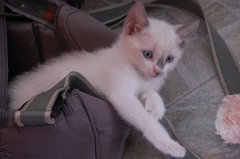 Little cat, kitty white Stock-Fotos