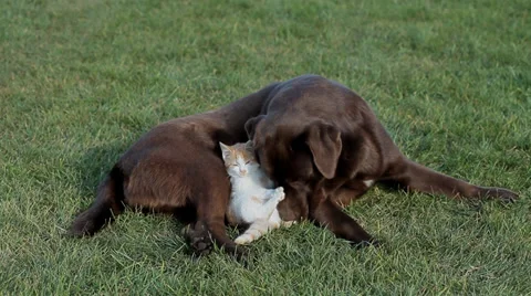 Little  cat with a labrador on grass Stock Footage 36004405