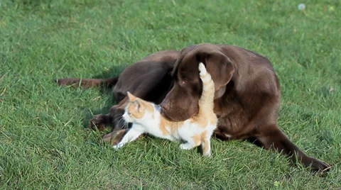 Little  cat with a labrador on grass Stock Footage 36004411