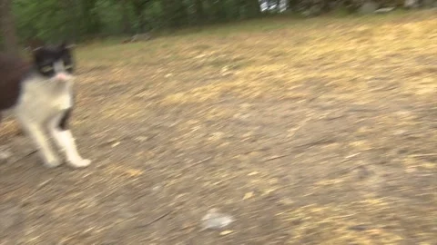 A LITTLE CAT IS LAYING DOWN IN SLOW MOTION Stock Footage 209138762