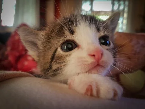 Little cat looking Stock Photos