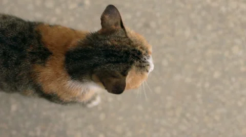 Little cat looks at the camera Video stock 27177838