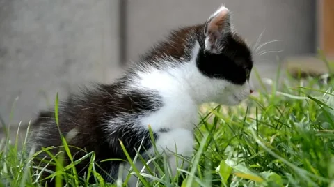 Little cat looks at the camera Stock Footage 44030170