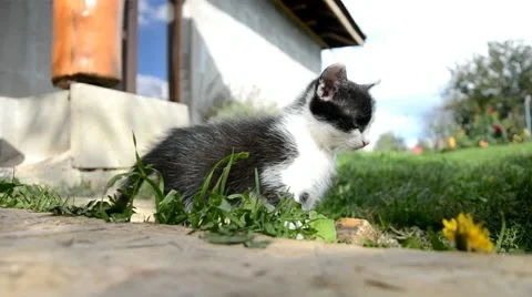 Little cat looks at the camera Stock Footage 44030566