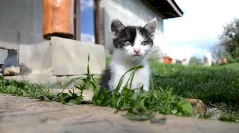 Little cat looks at the camera Stock Footage 44031084