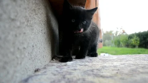 Little cat looks at the camera Stock Footage 44031297