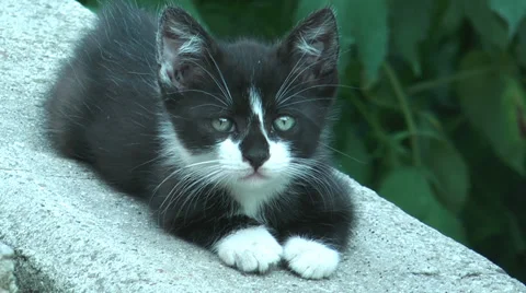 Little cat lying on a stone Stock Footage 36678748