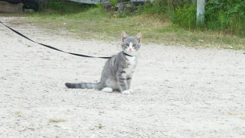 Little cat outside on leash close up. Video stock 134524852