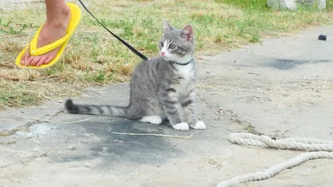 Little cat outside on leash close up. Video stock 134526745