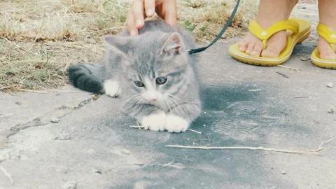 Little cat outside on leash close up. Stock Footage 134527663