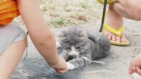 Little cat outside on leash close up. Video stock 134528908