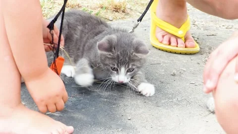 Little cat outside on leash close up. Stock Footage 134529577