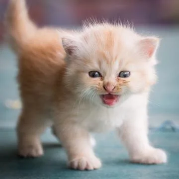 Little cat Stock Photos