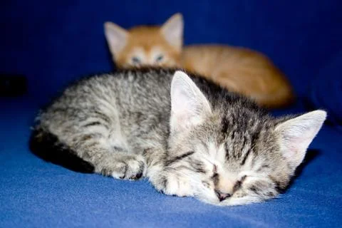 Little cat Stock Photos