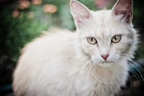 Little cat Stock Photos
