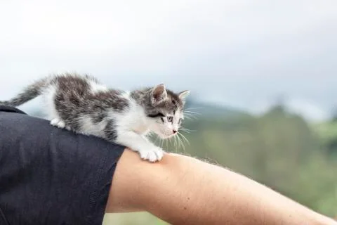 Little cat Stock Photos