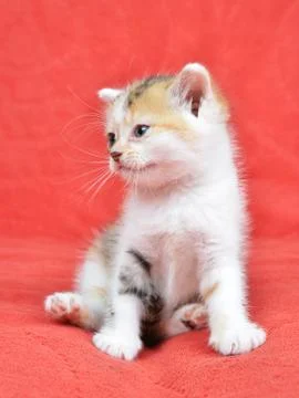 Little cat Foto stock