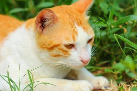 Little cat. Stock Photos