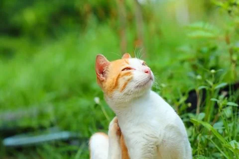 Little cat. Foto stock