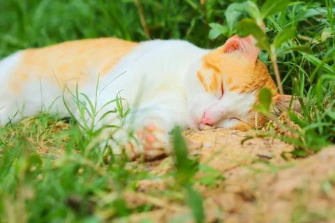 Little cat. Stock Photos