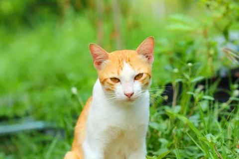 Little cat. Stock Photos