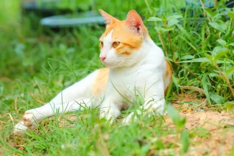Little cat. Stock Photos